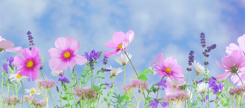 Fairytale Clearing Image