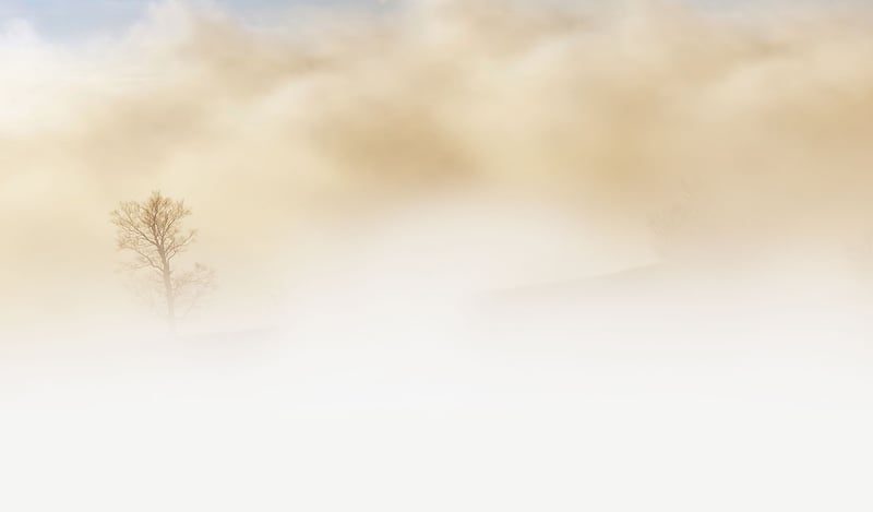 Misty Morning in the Forest